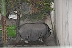 DSC_0802.JPG