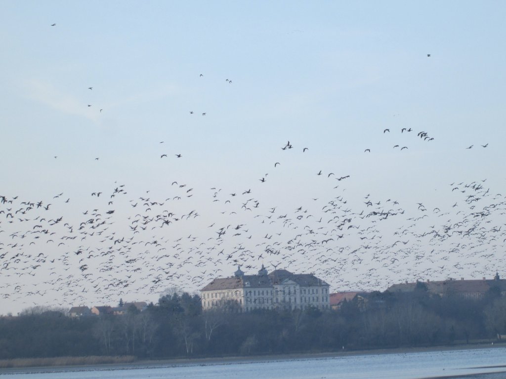 vadludak-08.JPG