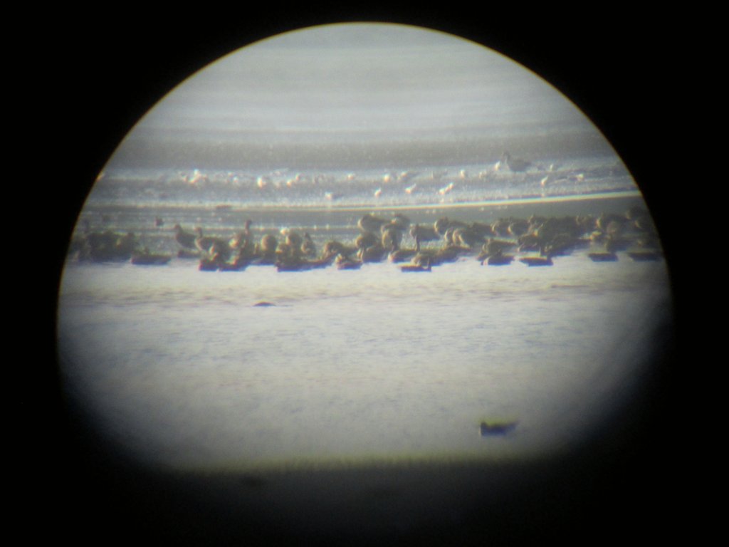 vadludak-11.JPG