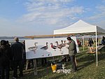 vadludak-03.JPG