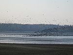 vadludak-06.JPG