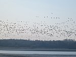 vadludak-07.JPG