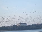 vadludak-08.JPG