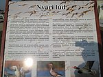 vadludak-09.JPG