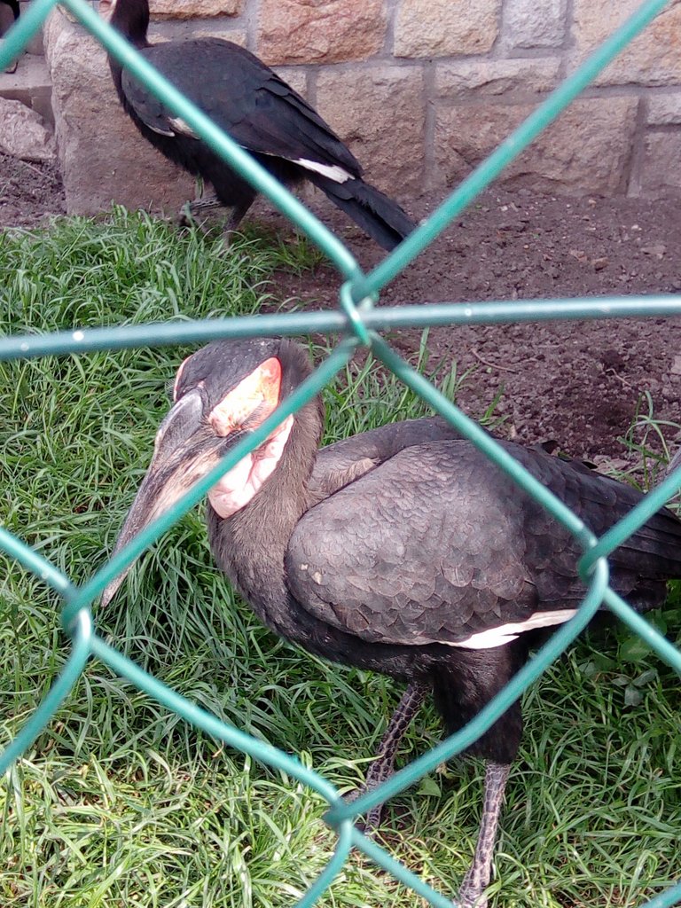 zoo-047.jpg