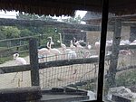 zoo-039.jpg