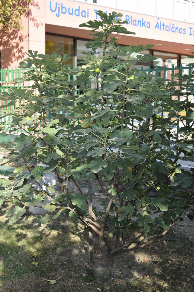 2018. Osz az udvaron02.JPG