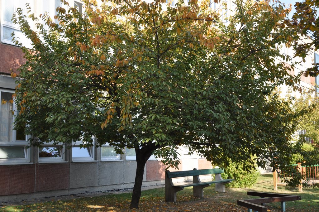 2018. Osz az udvaron07.JPG