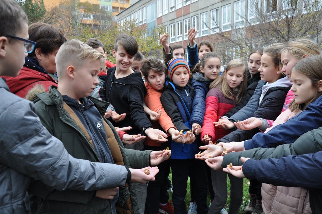 2019.11. Krokusz project 6.b 01.JPG