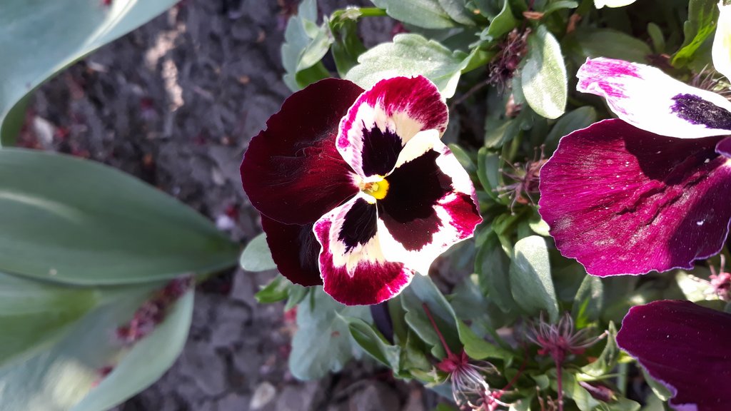 2019. Eden fotok 6.b  009.jpg