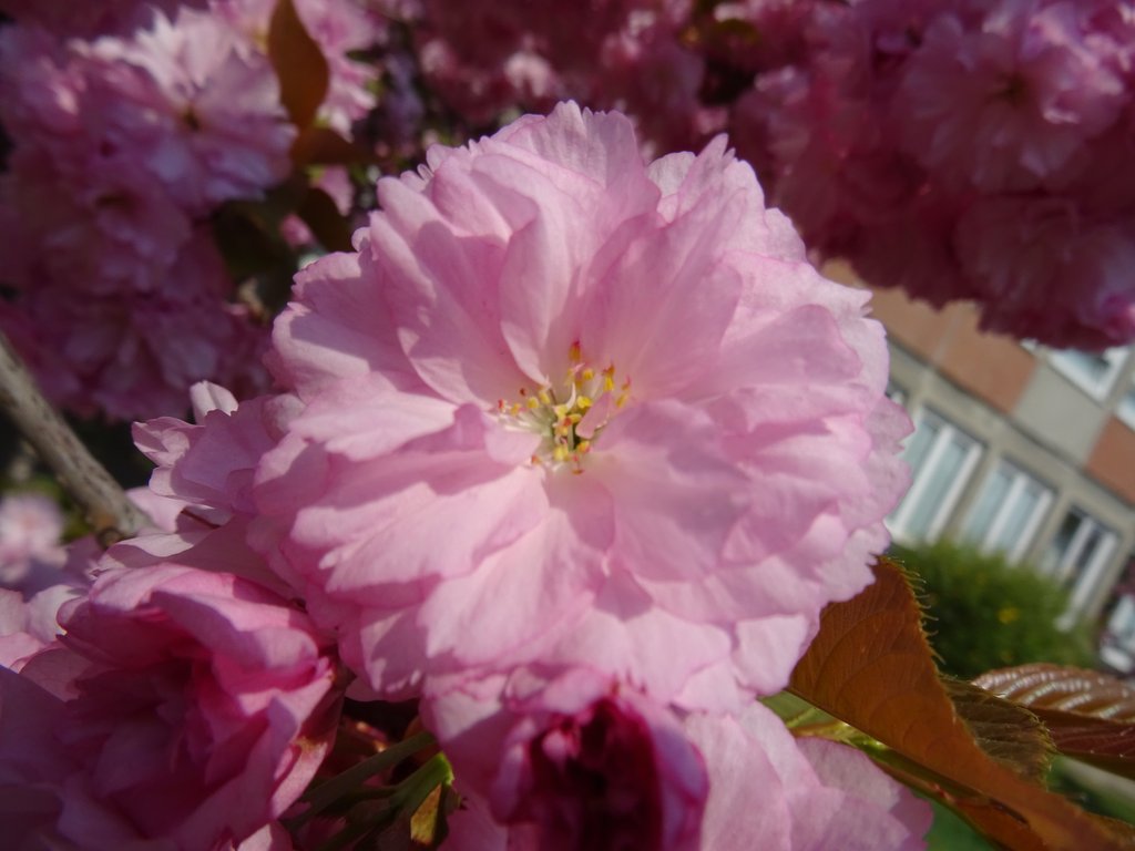 2019. Eden fotok 6.b  062.JPG
