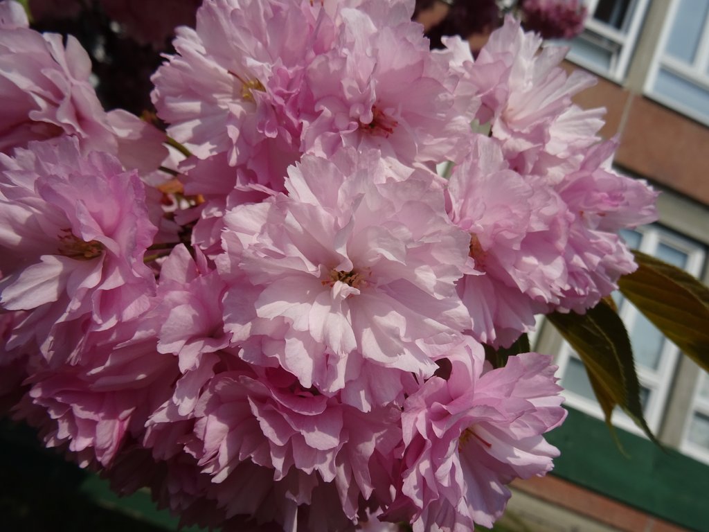 2019. Eden fotok 6.b  063.JPG