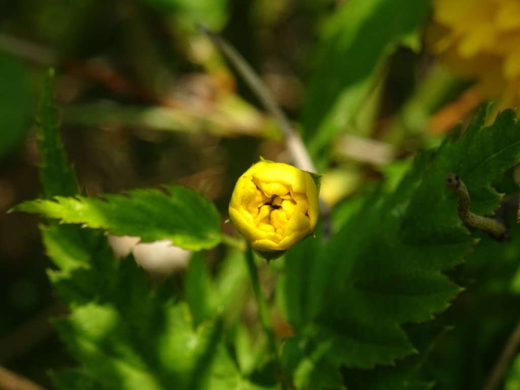 2019. Eden fotok 6.b  066.JPG