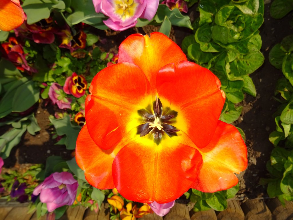 2019. Eden fotok 6.b  076.JPG