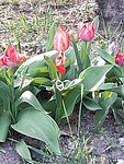 2019. Eden fotok 6.b  036.jpg