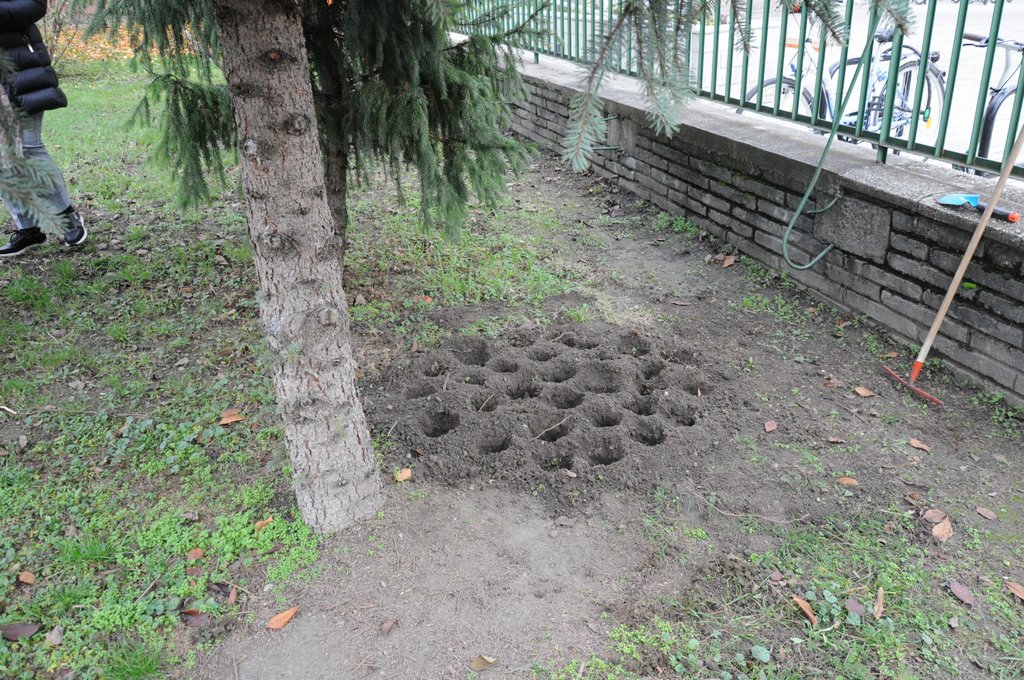 Krokusz projekt 8.b  2020 005.JPG