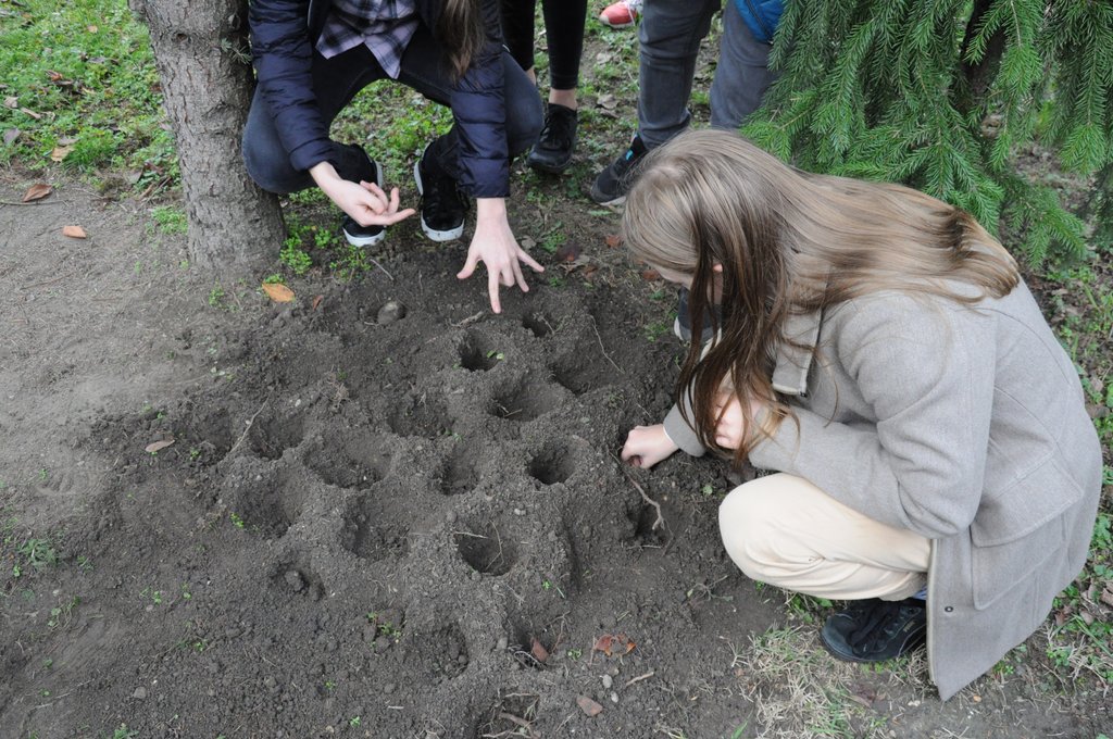 Krokusz projekt 8.b  2020 020.JPG