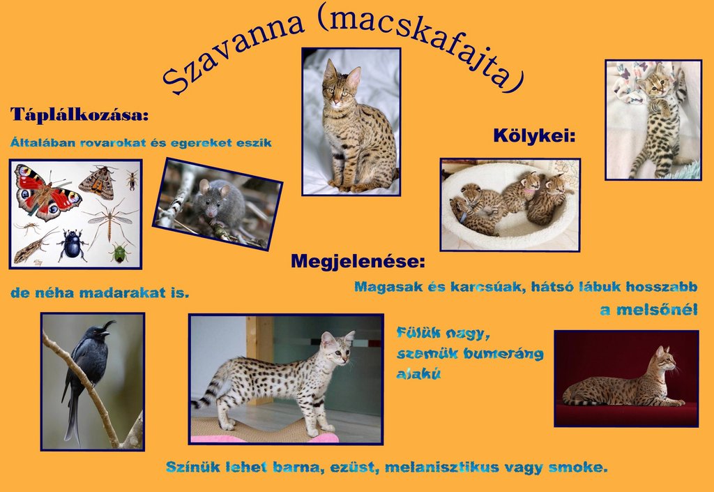 6.a_Csányi_Dienes_Alíz_Szavanna (macskafajta).jpg