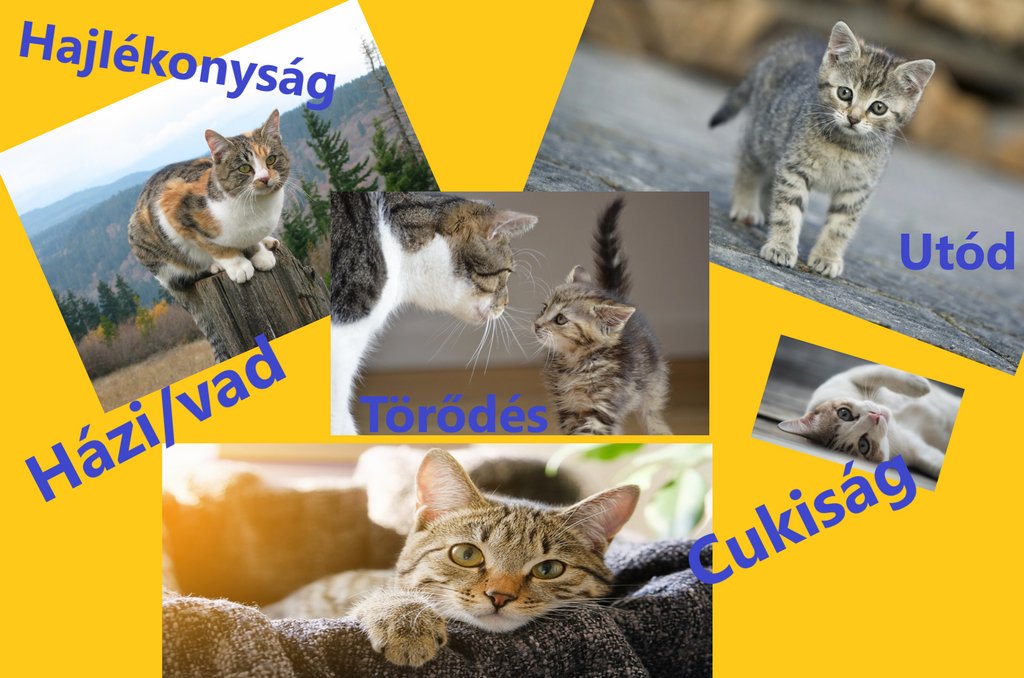 6.b_Gara_Ákos_kedvenc_állatom.jpg