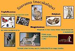 6.a_Csányi_Dienes_Alíz_Szavanna (macskafajta).jpg