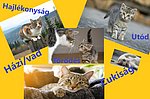 6.b_Gara_Ákos_kedvenc_állatom.jpg