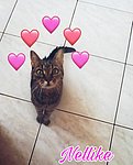 7.c_Terman_Kinga_állatfotó.jpg